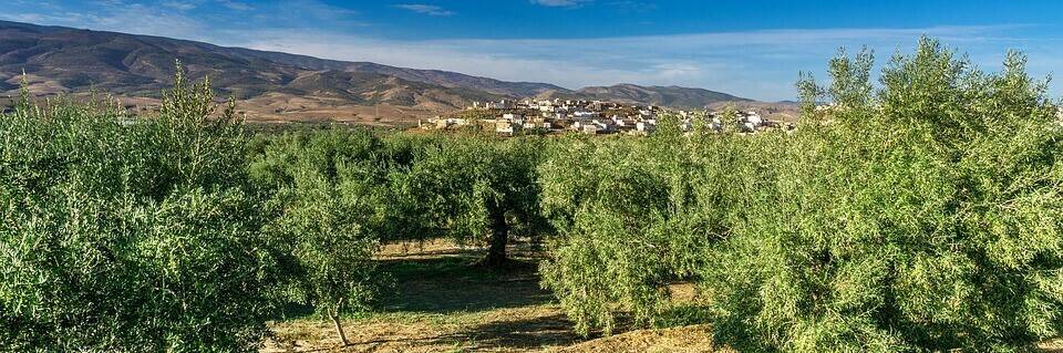 landscape-2086712_960_720|Cartel_fechas_noticia_interior_170918|olives-15016_960_720